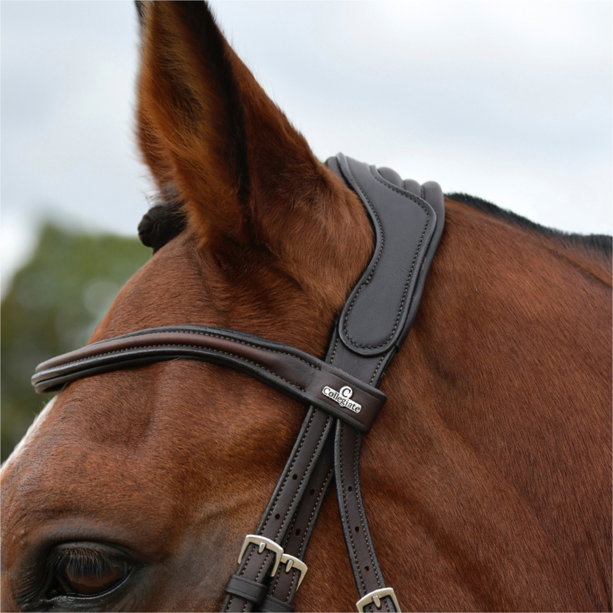Collegiate Comfitec Opulux Plain Padded Grackle Bridle 102519500 - Dark Brown